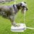 Doggie Water Fountain