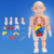 Educational Human Body Interactive Toy