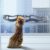 Pet Window Interactive Tunnel Toy