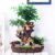 Creative Magical Landscape Tree House Flower Pot