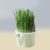Cat Snack Mint Planting Pot