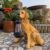 Solar-Powered Outdoor Resin Dog Statue Lamp